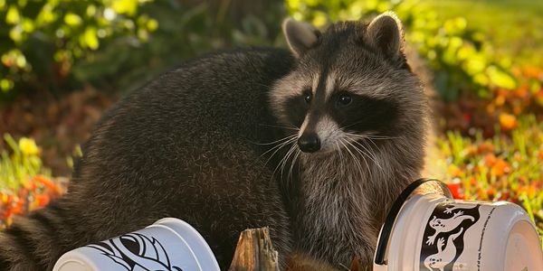 A raccoon next to trash bins in nature.