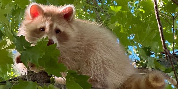 A fluffy raccoon peeking through green leaves on a tree.