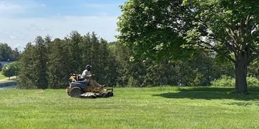 Person mowing a green lawn on a sunny day under a large tree.