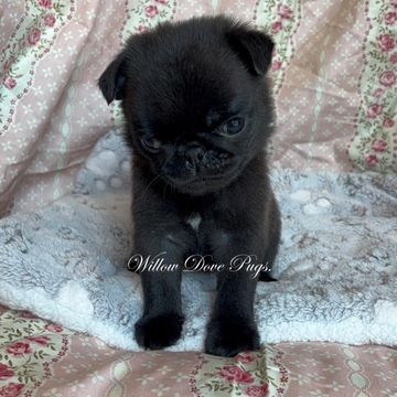 Adorable black pug puppy sitting on a cozy blanket.