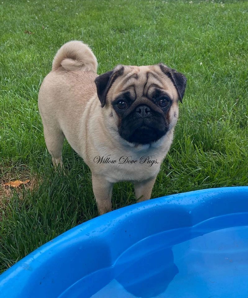 How to Manage a Female Pug s Heat
