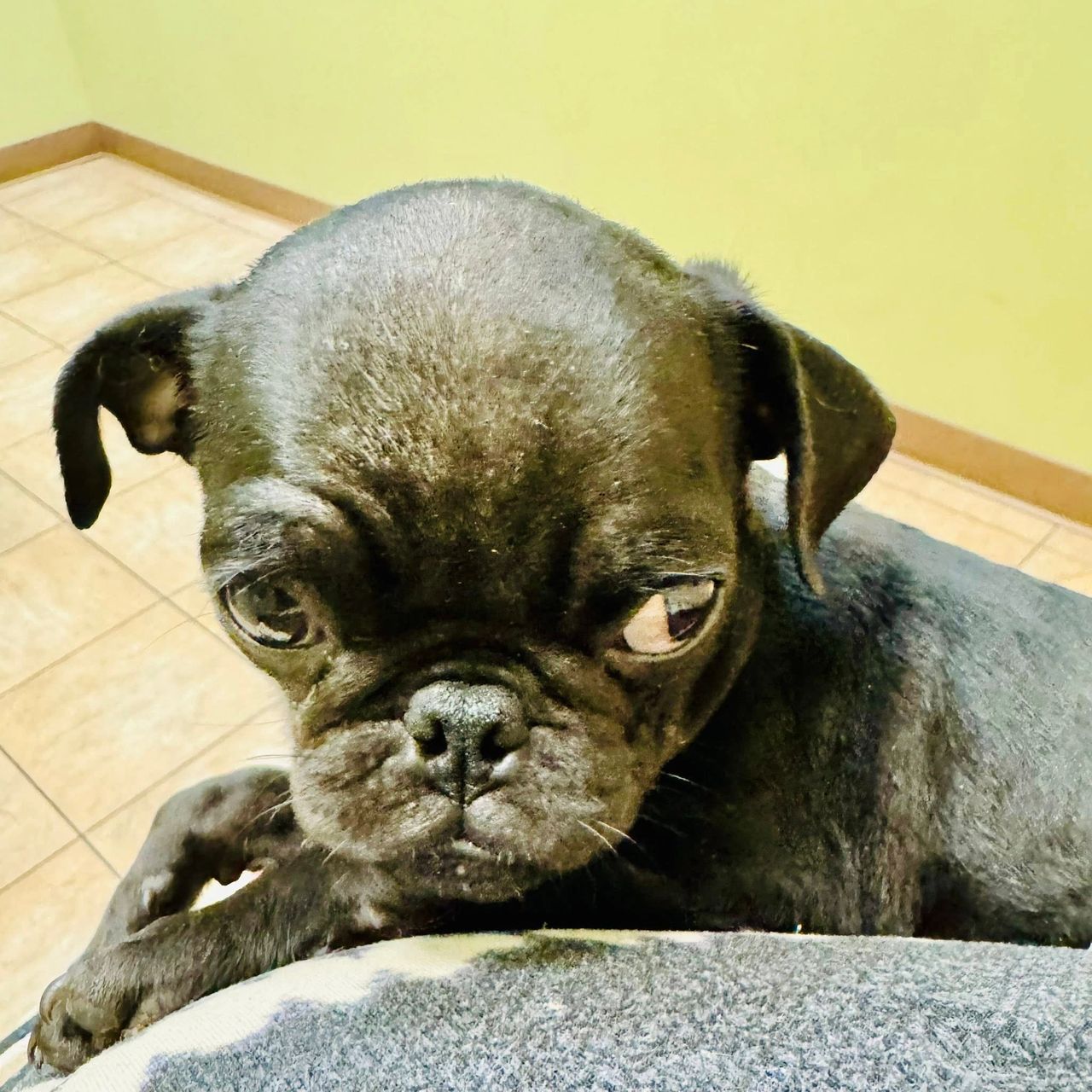 A Pug Is A Pug, Right?, image size:1280x1280