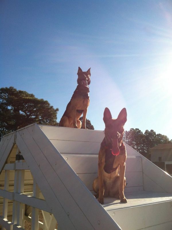 Two German Shepherds on a white ramp under the sun.
