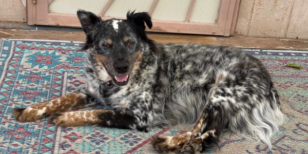 Black and white speckled dog lying on a patterned rug.
