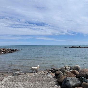 Water shoreline with a dog near rocks