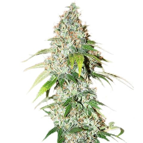 Relive muscle spasms with feminized Godfather OG