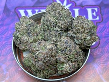 Close-up of cannabis buds in a metal container on a colorful surface.