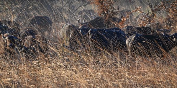 A herd of buffaloes blending into tall dry grass in a natural habitat.