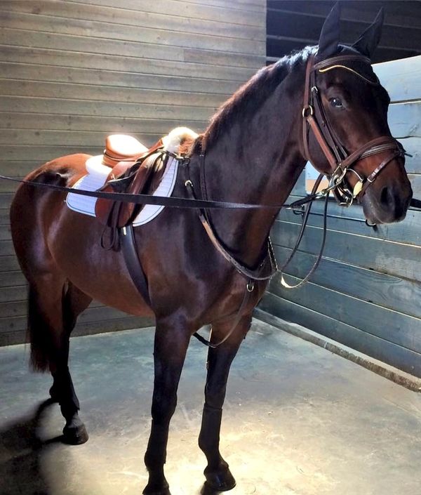 A dark brown horse equipped with riding gear stands in a stable.