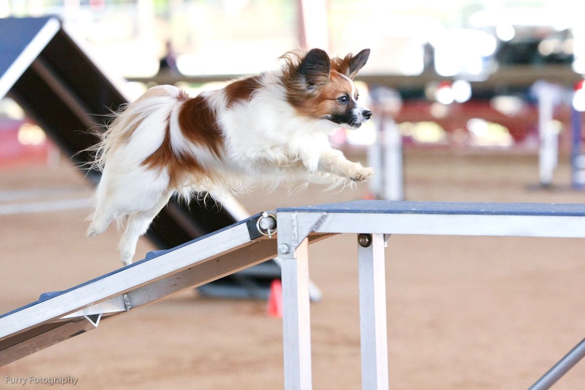 Papillon on dog walk