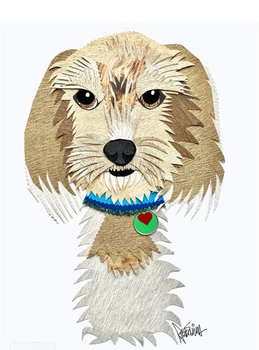 Dachshund wirehair