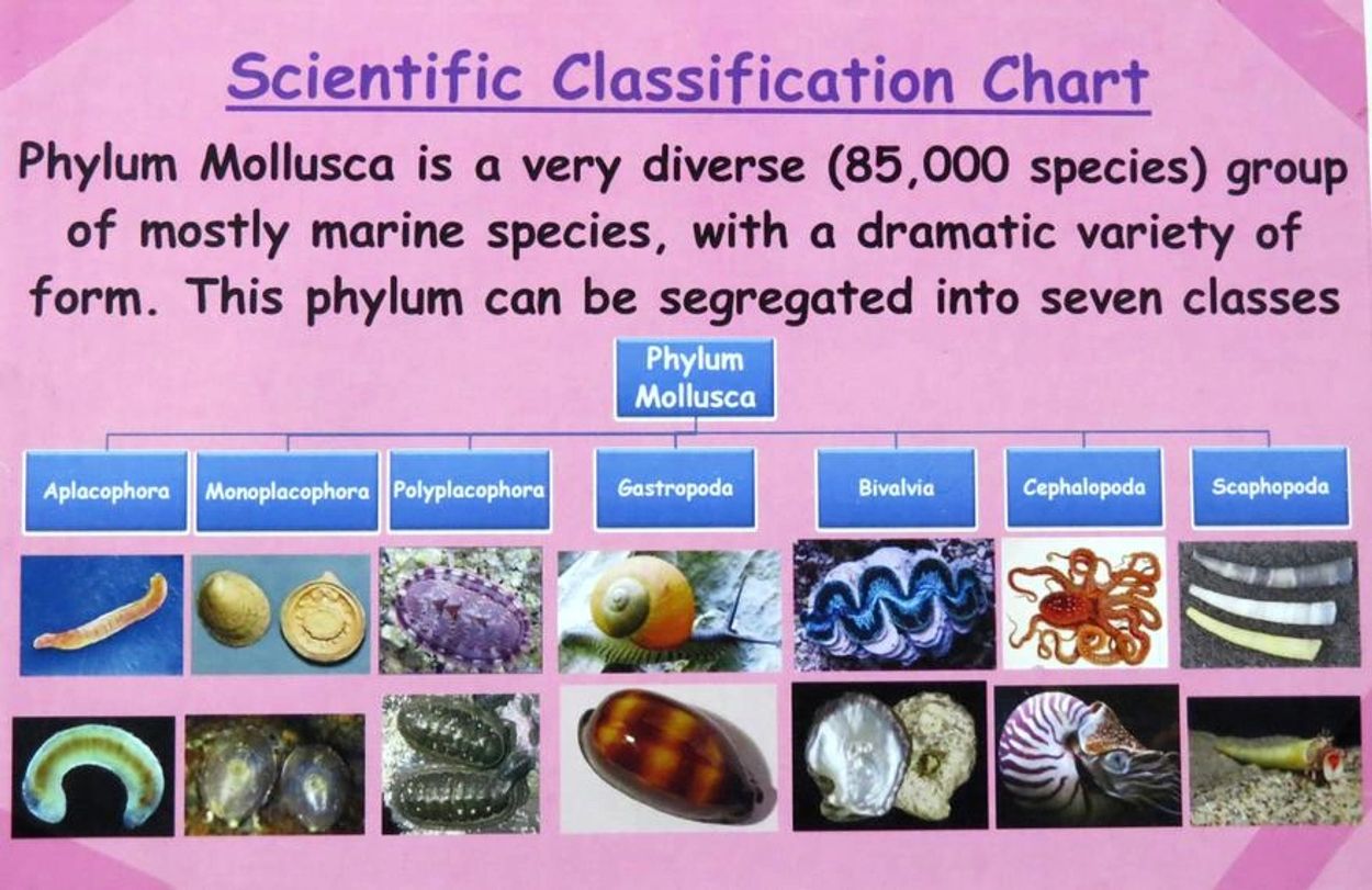 Classification Charts