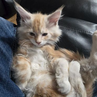 Fluffy orange and white kitten lounging comfortably on a black leather couch.