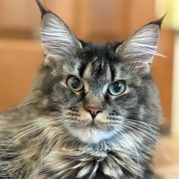 Close-up of a fluffy tabby cat with green eyes lying on a wooden surface.