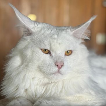 Majestic white Maine Coon cat with golden eyes resting on a soft surface.