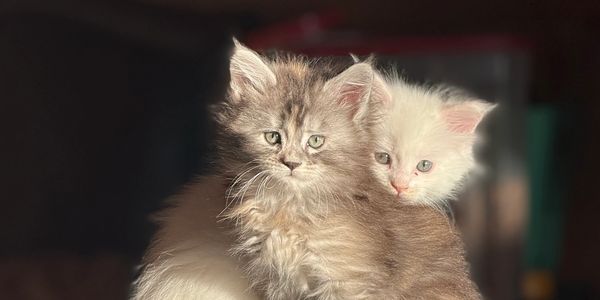 Two kittens cuddling on a cat tree scratching post.