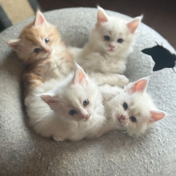 Four adorable kittens cuddled together in a cozy bed.