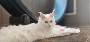 A fluffy white cat lounging on a wooden floor near a circular object.