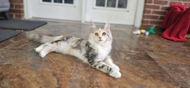 A fluffy cat lounging on a tiled floor near a door.