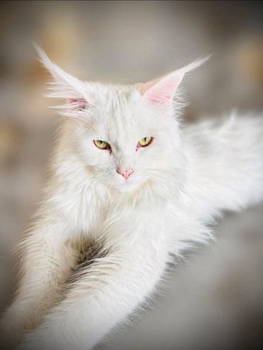Majestic white cat with piercing yellow eyes and fluffy fur.