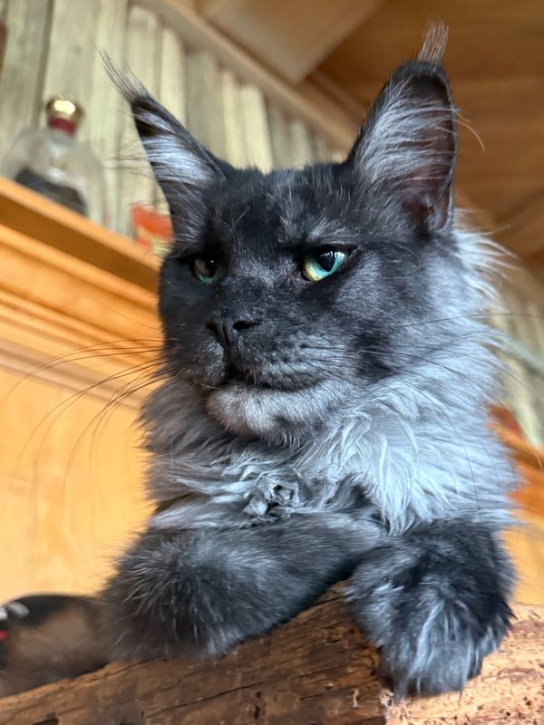 Close-up of a majestic gray Maine Coon cat.
