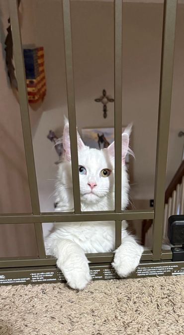 White cat with heterochromia behind a baby gate, looking curiously.