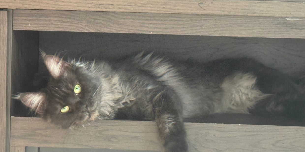 Fluffy cat resting in a wooden shelf.