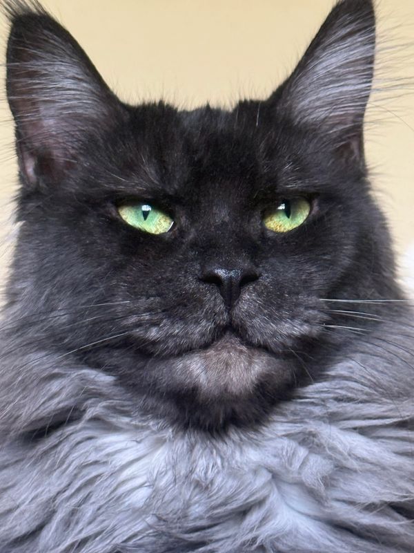 Close-up of a black and gray cat with green eyes.