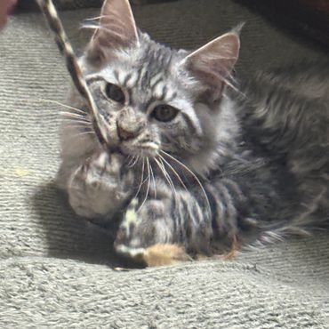 Gray striped kitten playing with a string.