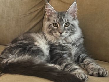 Fluffy gray tabby cat resting on a couch.