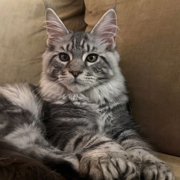 A fluffy gray tabby cat resting on a couch.