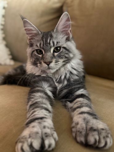 A gray tabby cat with long fur stretching on a beige couch.