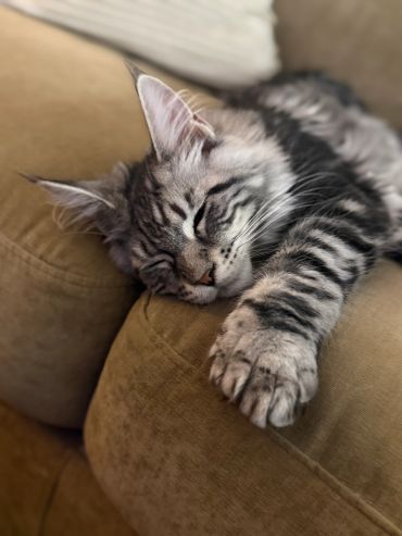 Sleeping gray tabby cat on a couch.