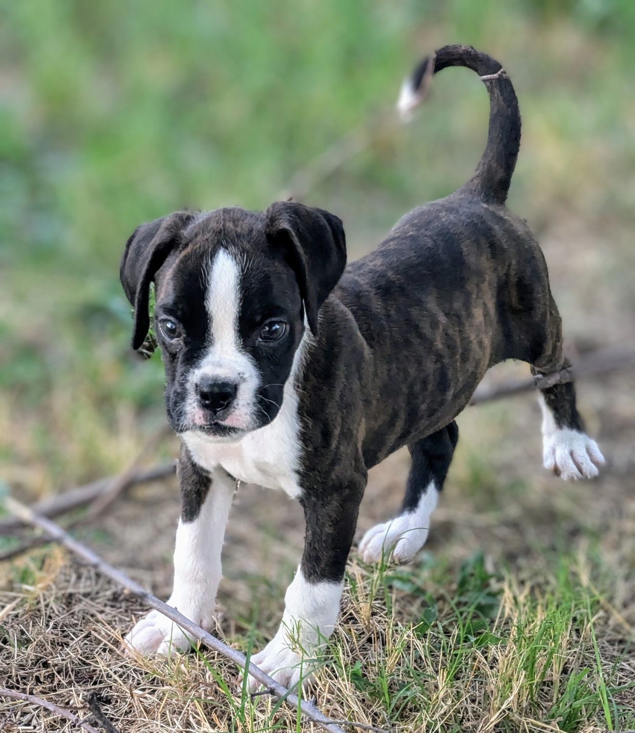 Boxer puppies 