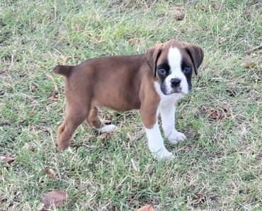 Boxer puppy available 