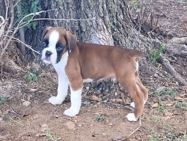 Puppy 