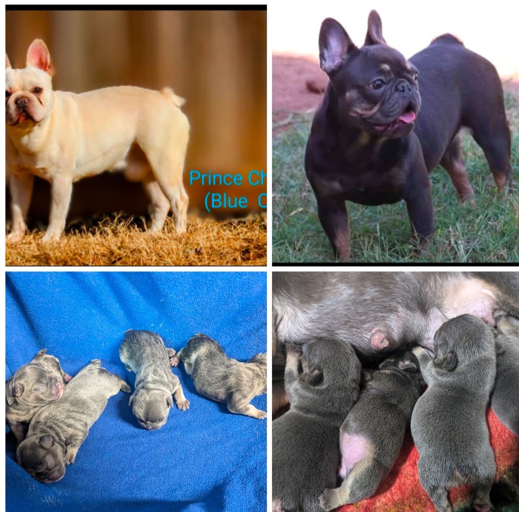 French bulldog puppies 