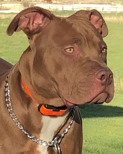 pitbull dog