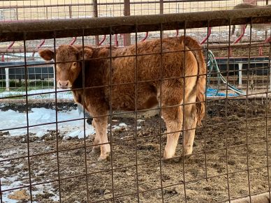 A brown calf behind a wire fence in a muddy enclosure.