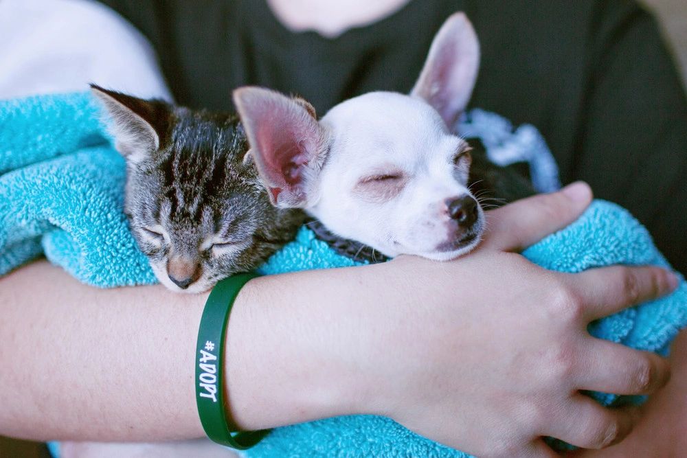 Dogs | AWARE - Animal Welfare of the Albemarle Region
