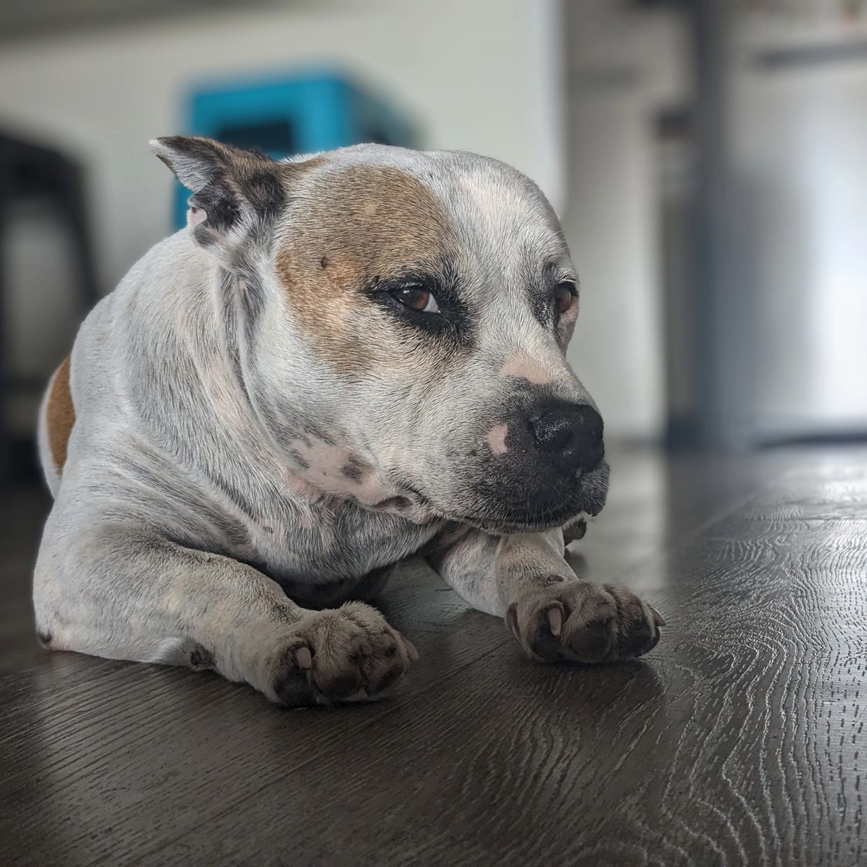 Sharon, Daim's fur baby , a white and tab Staffy cross, lying down with her head tilted sideways and