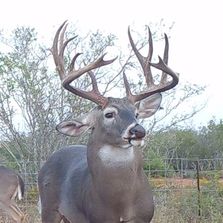 white tail deer hunting texas