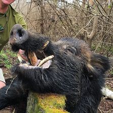 Hog hunting texas