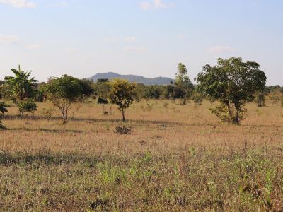 A dry grassland with scattered trees under a clear sky.