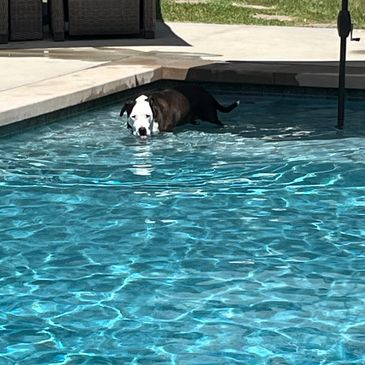 Dog in swimming pool requiring filter cleaning