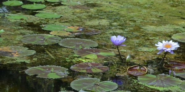 Purple water lilies bloom among green lily pads in a pond.