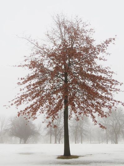 A tree with good structure.