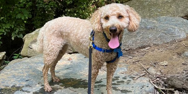 Walking a dog during a visit to great falls park. pup is on a rock over the stream in great falls