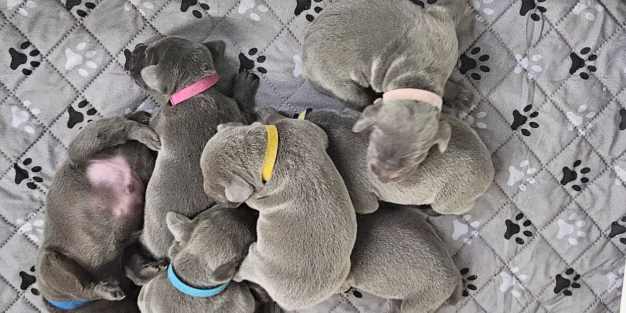 A group of gray puppies sleeping on a paw print blanket.