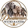 Dreamweaver Weimaraners